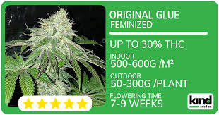 Cannabis Seeds California Your Guide to Quality Seeds and Growing Tips Cannabis Seeds California Your Guide to Quality Seeds and Growing Tips